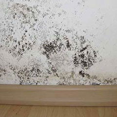 Mold removal in Florida